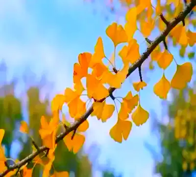 Golden ginkgo leaves on a branch in soft daylight, slow zoom